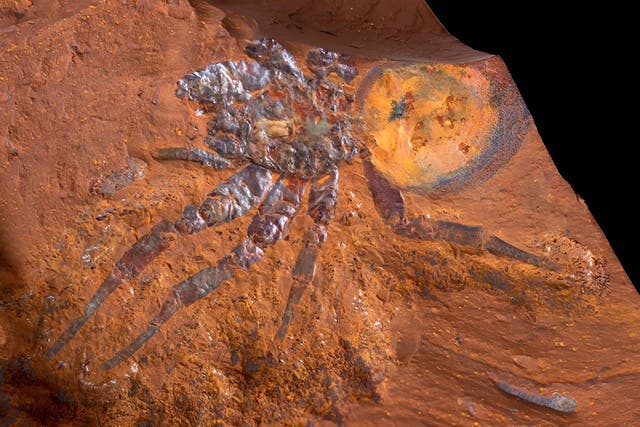 <p>Giant spider fossil found in Australia</p>