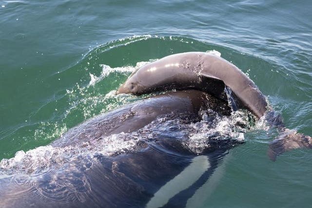 <p>A killer whale in the Salish Sea is observed harassing a porpoise, a behavior that has long perplexed scientists</p>
