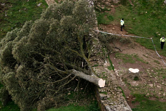 <p>Police investigations are ongoing after the iconic Sycamore Gap tree was felled, with the chainsaw of a key suspect now confiscated</p>